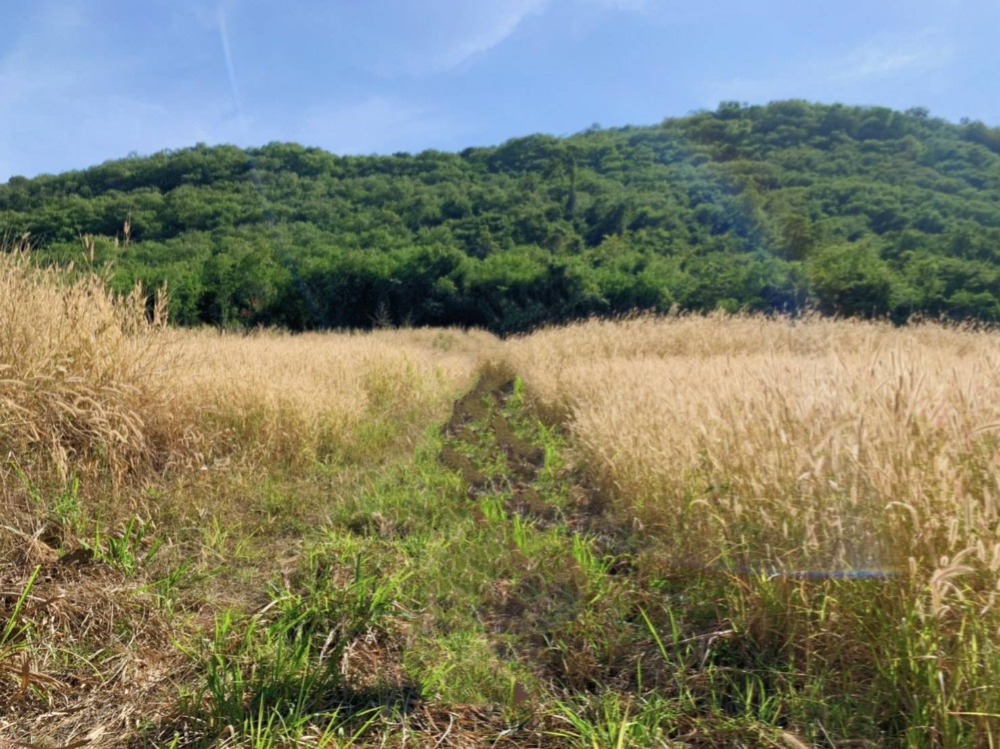 For SaleLandPak Chong KhaoYai : 🏞️For sale at Khao Yai, next to a mountain, very beautiful mountain view, 21 rai, on a hill. Looking out, the mountain view is very beautiful. Saw Lam Takhong Dam near line 2235 Nong Sarai, Pak Chong, near The Paz, The Paz, very good atmosphere. Suitable 