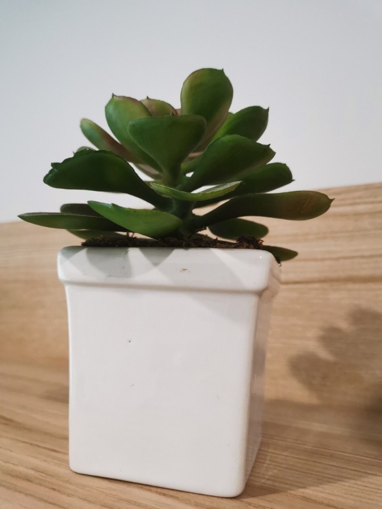 For RentCondoPattanakan, Srinakarin : for rent, Rich park@triple station, beautiful room, ready to move in, hurry to reserve.