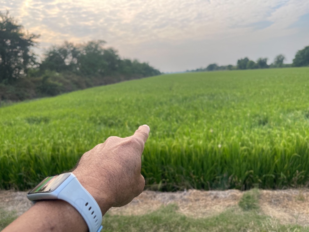 ขายที่ดินปทุมธานี รังสิต ธรรมศาสตร์ : ขายที่ดิน ลำลูกกา คลอง 11 ปทุมธานี ใกล้ Reignwood Park