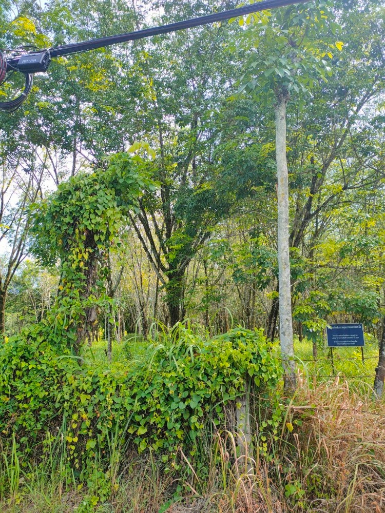 For SaleLandPhuket : 126 rai of vacant land, cheap price in Phuket
