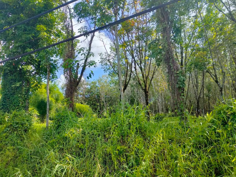 For SaleLandPhuket : 126 rai of vacant land, cheap price in Phuket