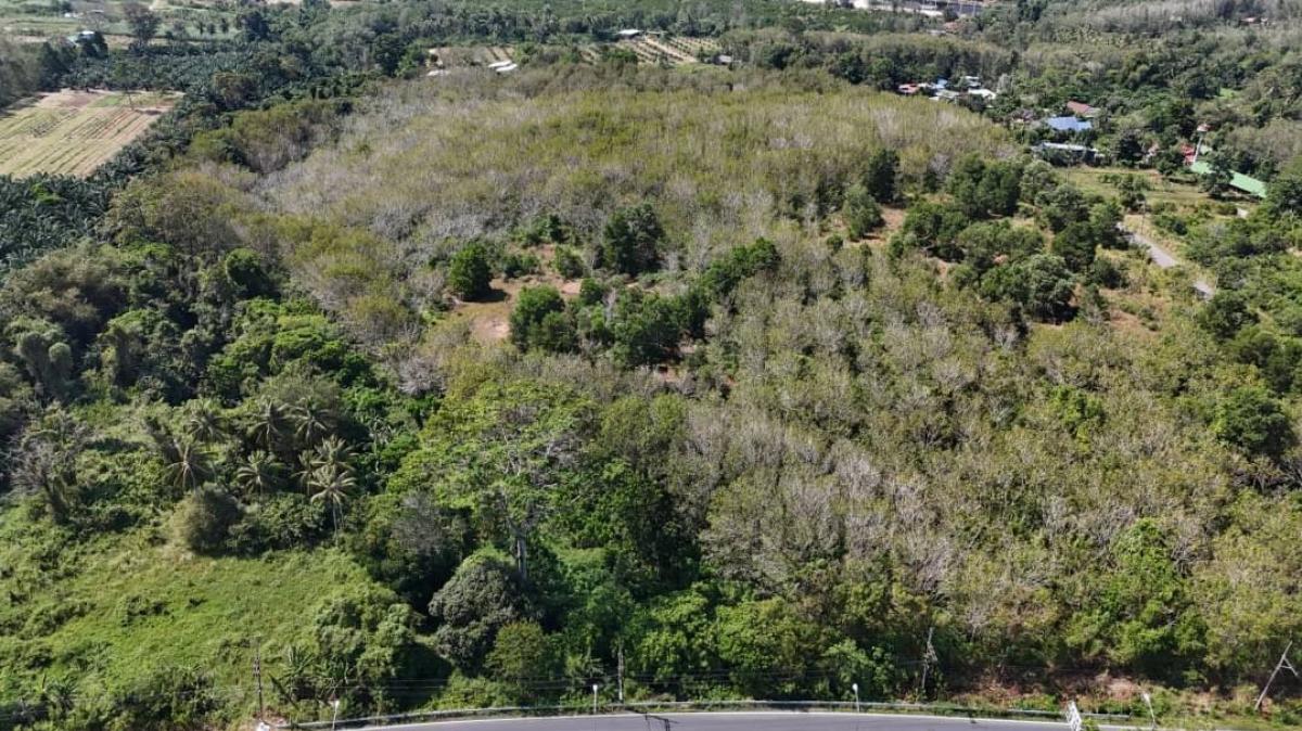 For SaleLandPhuket : Rubber plantation land for sale, Ban Laem Sai, Thalang District, Phuket Province, area 57 rai, selling for 175,000,000 baht.
