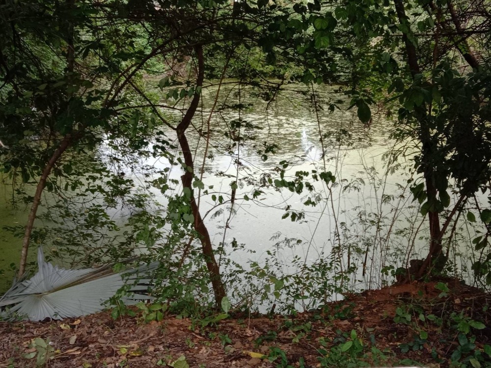 ขายที่ดินราชบุรี : ขายที่ดิน+โรงเรือน ต.ธรรมเสน เนื้อที่ 21-1-86 ไร่ #บ่อน้ำธรรมชาติ ราคา 12 ลบ.#เกษตรกรรม