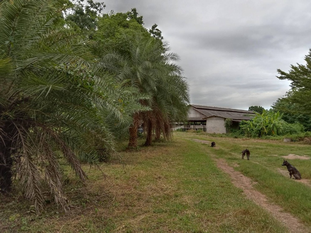 ขายที่ดินราชบุรี : ขายที่ดิน+โรงเรือน ต.ธรรมเสน เนื้อที่ 21-1-86 ไร่ #บ่อน้ำธรรมชาติ ราคา 12 ลบ.#เกษตรกรรม