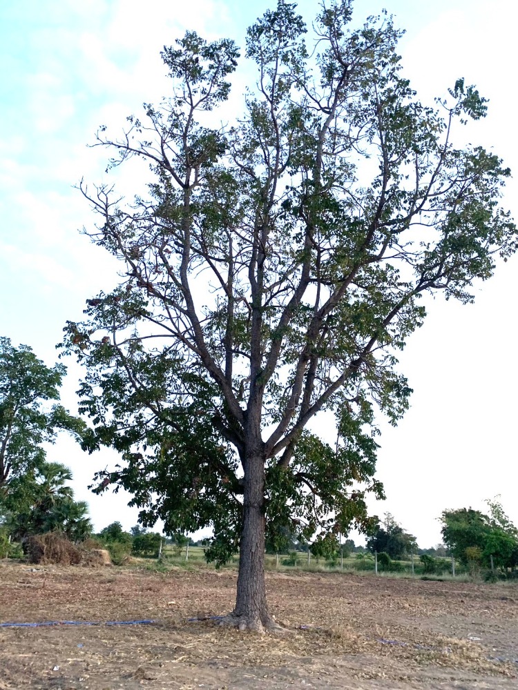 For SaleLandNakhon Sawan : Urgent sale, land, Phayuha Khiri, Nakhon Sawan, area 4-1-91.7 rai, next to Phayuha Khiri Road - Noen Makok Station.