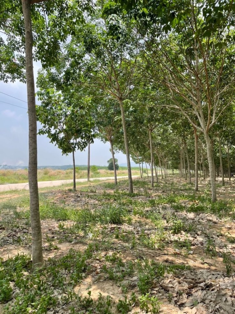 ขายที่ดินศรีราชา แหลมฉบัง บ้านบึง : ขาย | ที่ดิน 30-0-9 ไร่  ต.เขาคันทรง อ.ศรีราชา จ.ชลบุรี