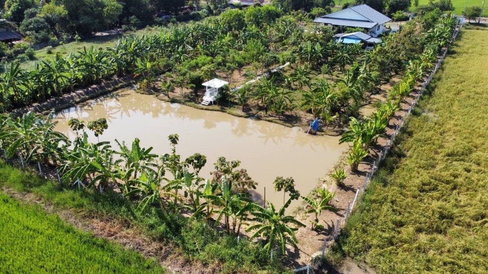For SaleHouseAng Thong : House for sale with a resort atmosphere, has a pond, lots of fish in the pond, trees, various kinds of fruit, ready to move in, perfect for living. or cafe business
