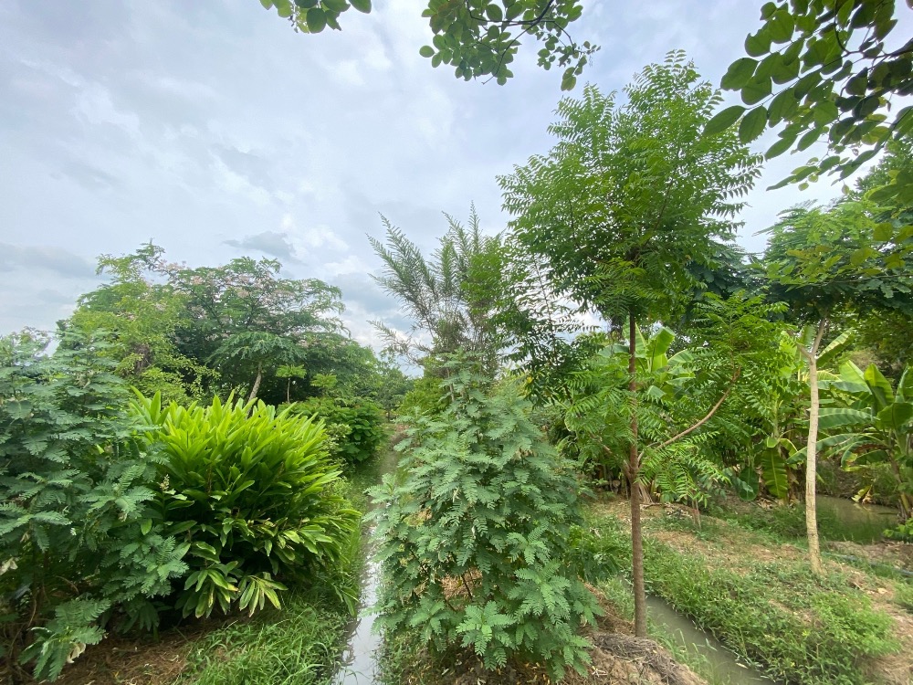 For SaleHouseAng Thong : House for sale with a resort atmosphere, has a pond, lots of fish in the pond, trees, various kinds of fruit, ready to move in, perfect for living. or cafe business