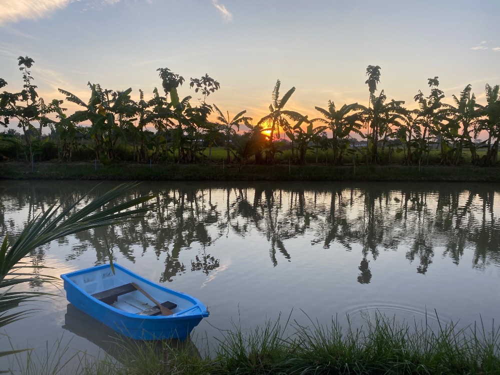 For SaleHouseAng Thong : House for sale with a resort atmosphere, has a pond, lots of fish in the pond, trees, various kinds of fruit, ready to move in, perfect for living. or cafe business