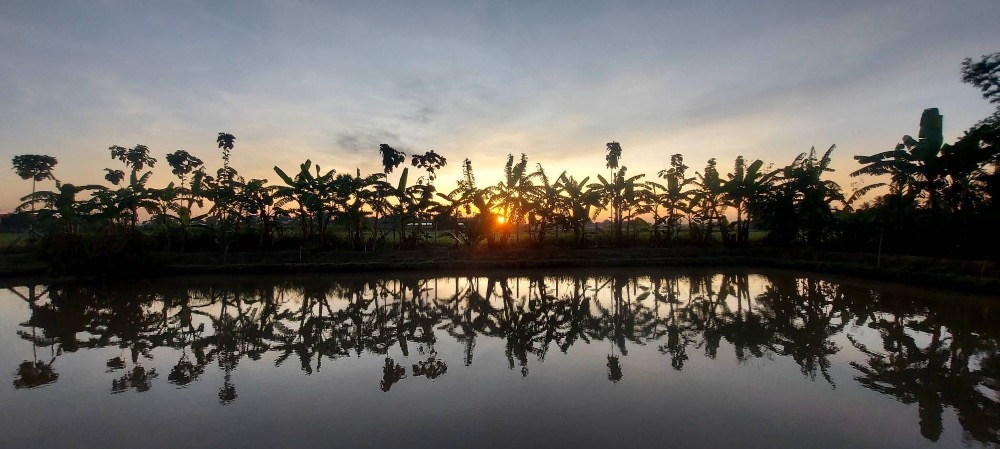 For SaleHouseAng Thong : House for sale with a resort atmosphere, has a pond, lots of fish in the pond, trees, various kinds of fruit, ready to move in, perfect for living. or cafe business