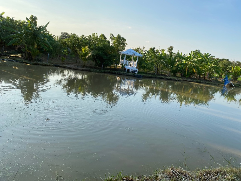 For SaleHouseAng Thong : House for sale with a resort atmosphere, has a pond, lots of fish in the pond, trees, various kinds of fruit, ready to move in, perfect for living. or cafe business