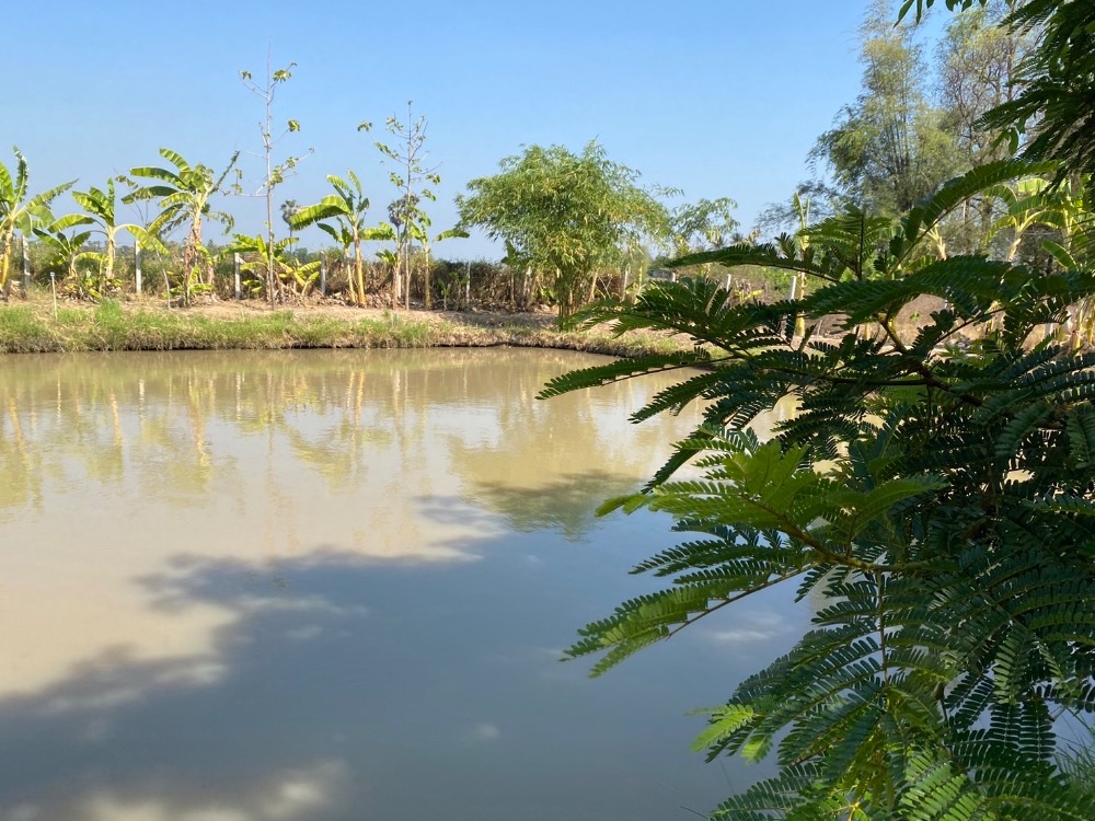 For SaleHouseAng Thong : House for sale with a resort atmosphere, has a pond, lots of fish in the pond, trees, various kinds of fruit, ready to move in, perfect for living. or cafe business