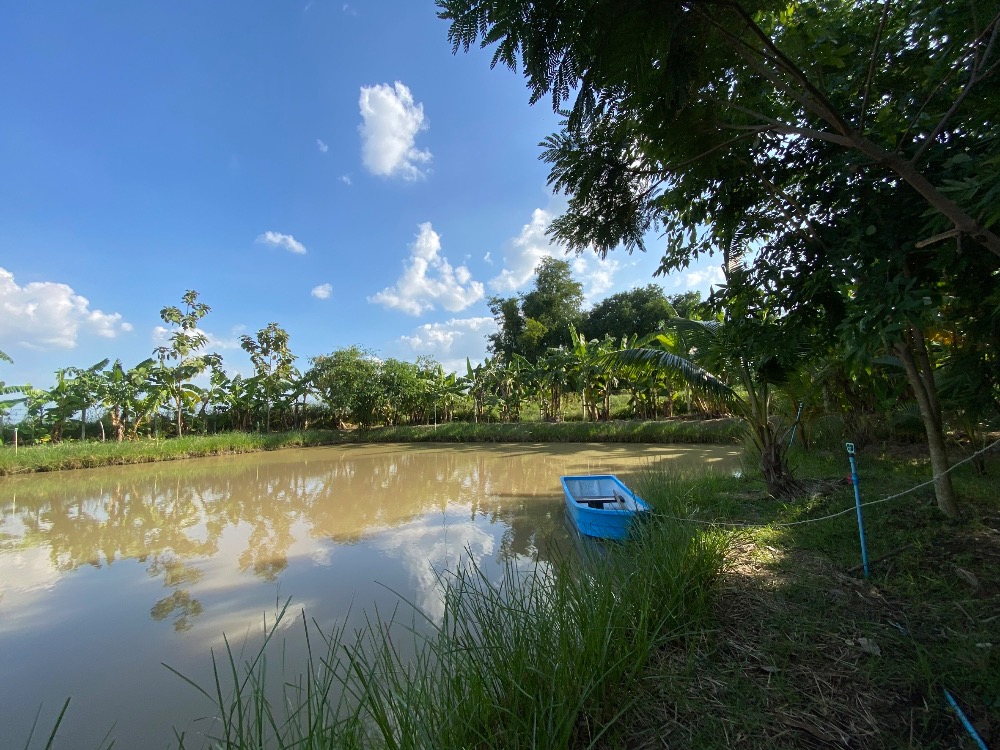 For SaleHouseAng Thong : House for sale with a resort atmosphere, has a pond, lots of fish in the pond, trees, various kinds of fruit, ready to move in, perfect for living. or cafe business