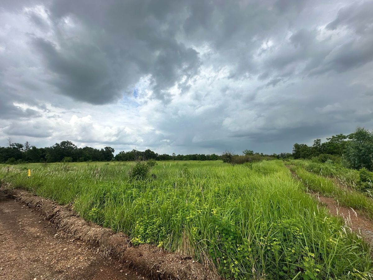 ขายที่ดินนครนายก : ขายที่ดินรังสิต-นครนายกองครักษ์คลอง 14ซอยหมู่บ้านสวนคลอง 14