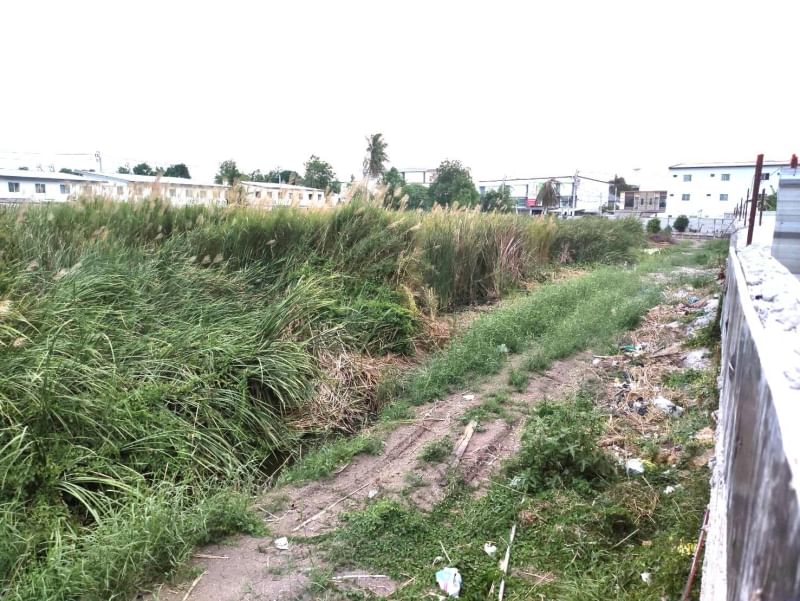 ขายที่ดินนนทบุรี บางใหญ่ บางบัวทอง : ขาย ที่ดิน 12 ไร่ 2 งาน 66 ตารางวา ซ.กันตนา ต.บางม่วง อ.บางใหญ่ จ.นนทบุรี ถนนทางเข้ากว้าง 15.5 เมตร