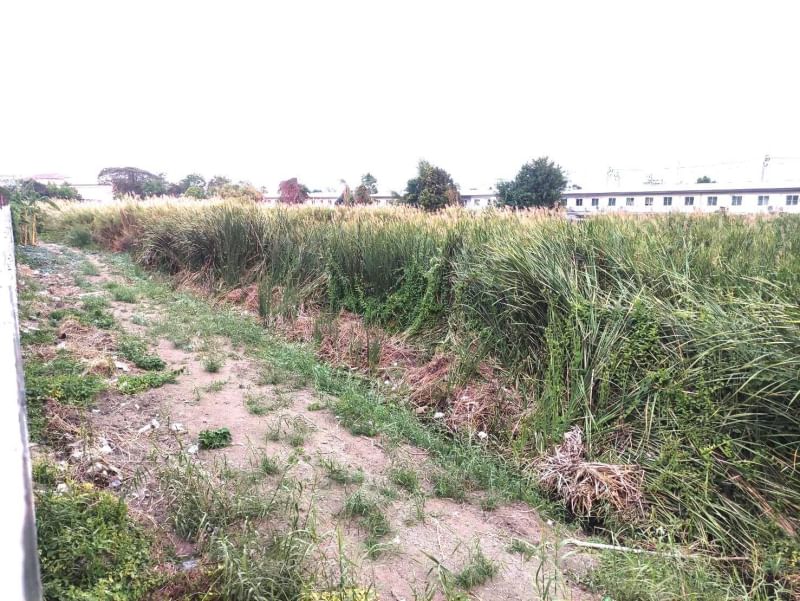 ขายที่ดินนนทบุรี บางใหญ่ บางบัวทอง : ขาย ที่ดิน 12 ไร่ 2 งาน 66 ตารางวา ซ.กันตนา ต.บางม่วง อ.บางใหญ่ จ.นนทบุรี ถนนทางเข้ากว้าง 15.5 เมตร