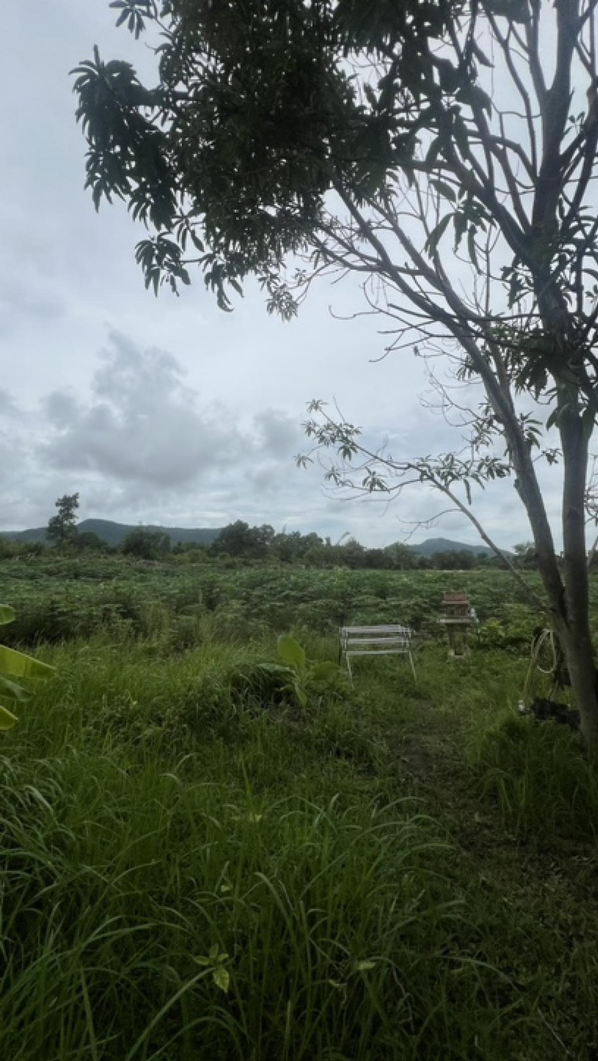 ขายที่ดินพัทยา บางแสน ชลบุรี สัตหีบ : ขายที่ดินทำเลทอง ราคาดีที่สุดในบางเสร่!!