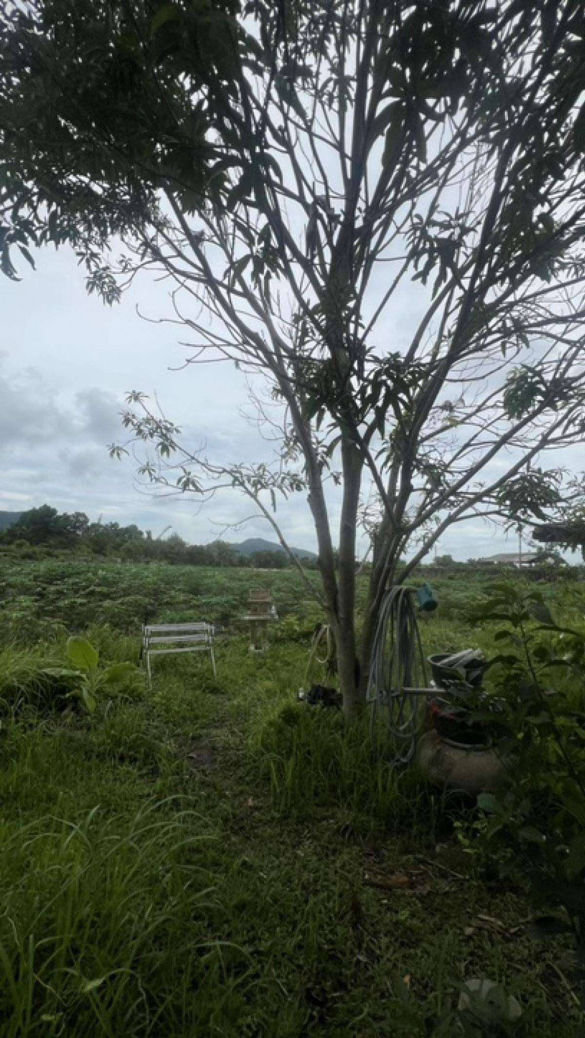 ขายที่ดินพัทยา บางแสน ชลบุรี สัตหีบ : ขายที่ดินทำเลทอง ราคาดีที่สุดในบางเสร่!!