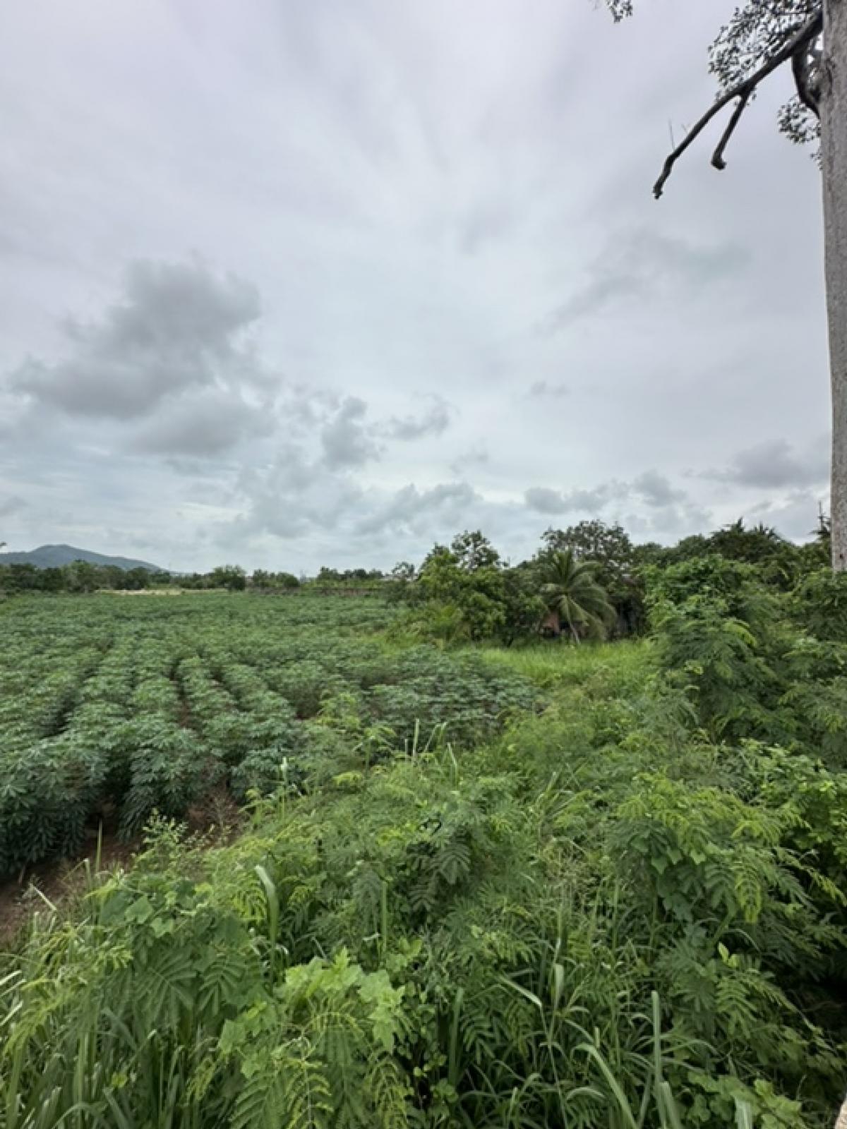 ขายที่ดินพัทยา บางแสน ชลบุรี สัตหีบ : ขายที่ดินทำเลทอง ราคาดีที่สุดในบางเสร่!!