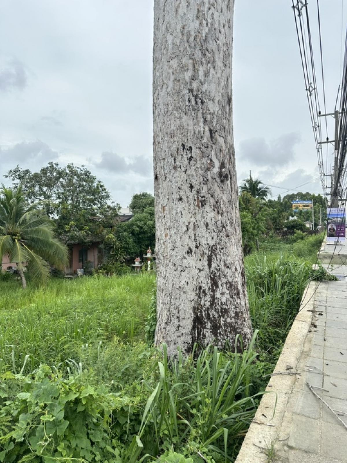 ขายที่ดินพัทยา บางแสน ชลบุรี สัตหีบ : ขายที่ดินทำเลทอง ราคาดีที่สุดในบางเสร่!!