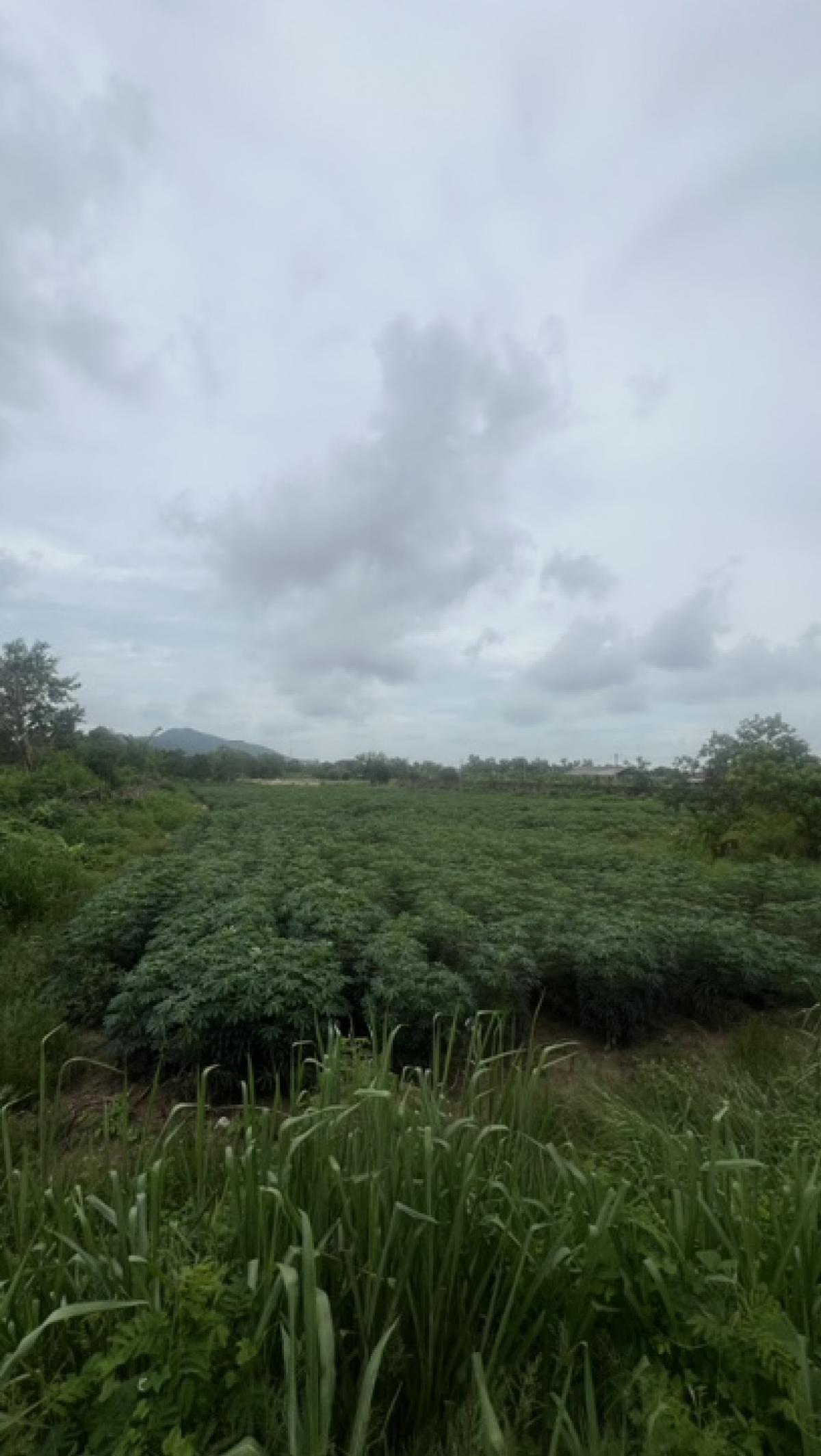 ขายที่ดินพัทยา บางแสน ชลบุรี สัตหีบ : ขายที่ดินทำเลทอง ราคาดีที่สุดในบางเสร่!!