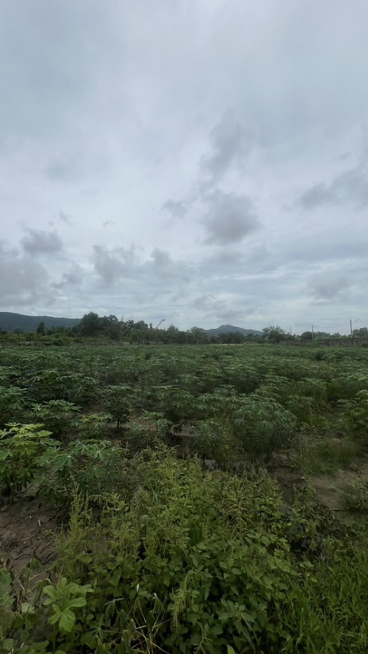 ขายที่ดินพัทยา บางแสน ชลบุรี สัตหีบ : ขายที่ดินทำเลทอง ราคาดีที่สุดในบางเสร่!!