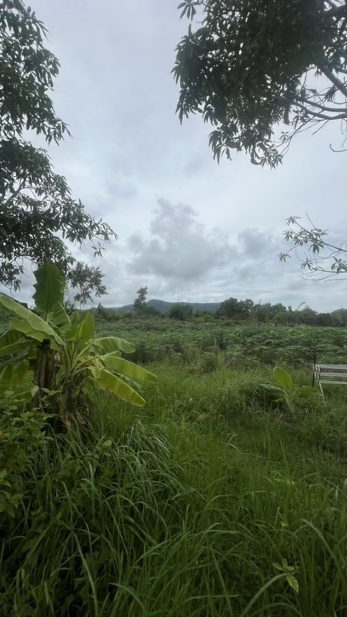 ขายที่ดินพัทยา บางแสน ชลบุรี สัตหีบ : ขายที่ดินทำเลทอง ราคาดีที่สุดในบางเสร่!!