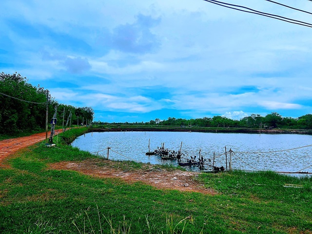 For SaleLandRayong : Land for sale, shrimp pond, size 64 rai, 1 ngan, 15 sq m., suitable for farming. Near Raksem Bridge, 2 kilometers, Noen Kho Subdistrict, Klaeng District, Rayong Province