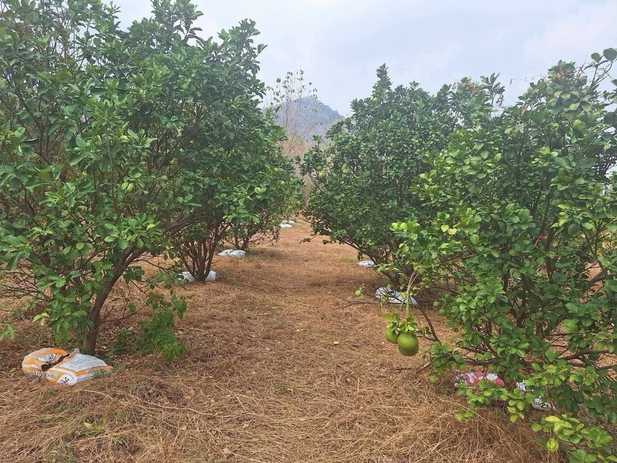 ขายบ้านสระบุรี : 📢👇ขายบ้านพร้อมสระว่ายน้ำในที่ดิน 4 ไร่ สระบุรี ไม่ไกลจากกรุงเทพ  จากฟิวเจอร์พาร์ครังสิต ระยะทางประมาณ 120 กิโลเมตร อากาศดี ราคาดี  ด้านหลังเป็นสวนผลไม้ ทั้งมะขามเทศ ลำไย ส้มโอ น้อยหน่า มะม่วง เอกสารสิทธิ์โฉนดครุฑแดง