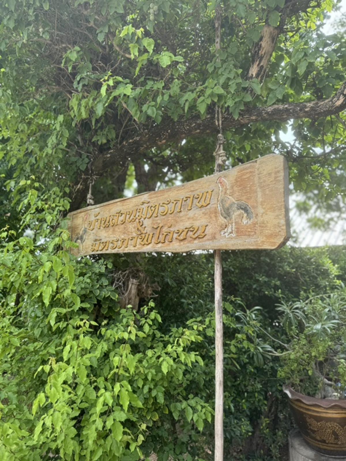 ขายที่ดินโคราช นครราชสีมา : ที่ดินลดราคาถูกมาก ใกล้โรงเรียนวัดสว่างอารมณ์ ต.โคกสูง จ.นครราชสีมา