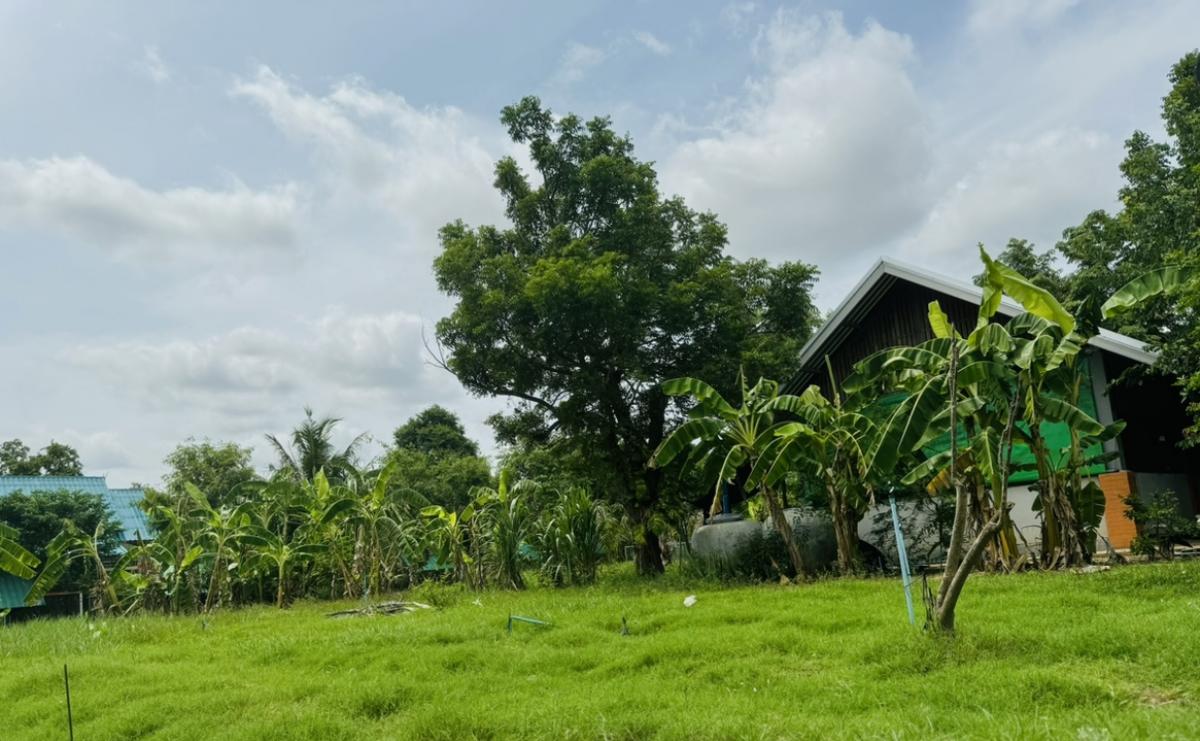 ขายที่ดินโคราช นครราชสีมา : ที่ดินลดราคาถูกมาก ใกล้โรงเรียนวัดสว่างอารมณ์ ต.โคกสูง จ.นครราชสีมา