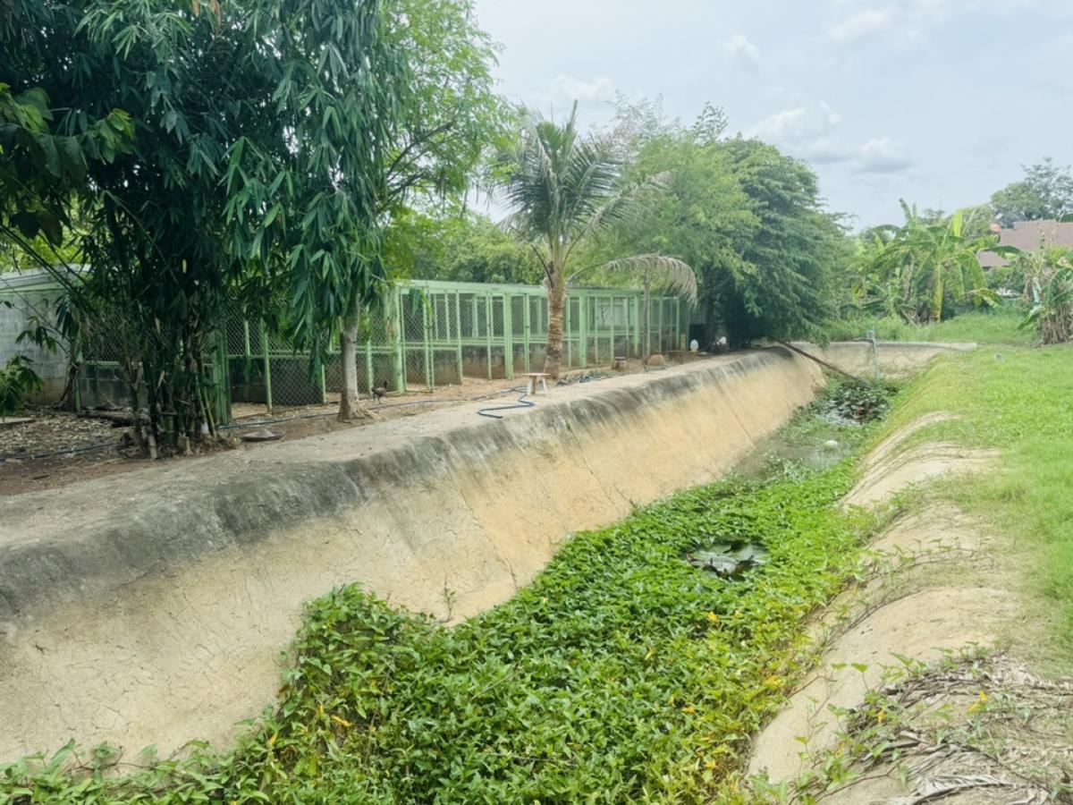 ขายที่ดินโคราช นครราชสีมา : ที่ดินลดราคาถูกมาก ใกล้โรงเรียนวัดสว่างอารมณ์ ต.โคกสูง จ.นครราชสีมา