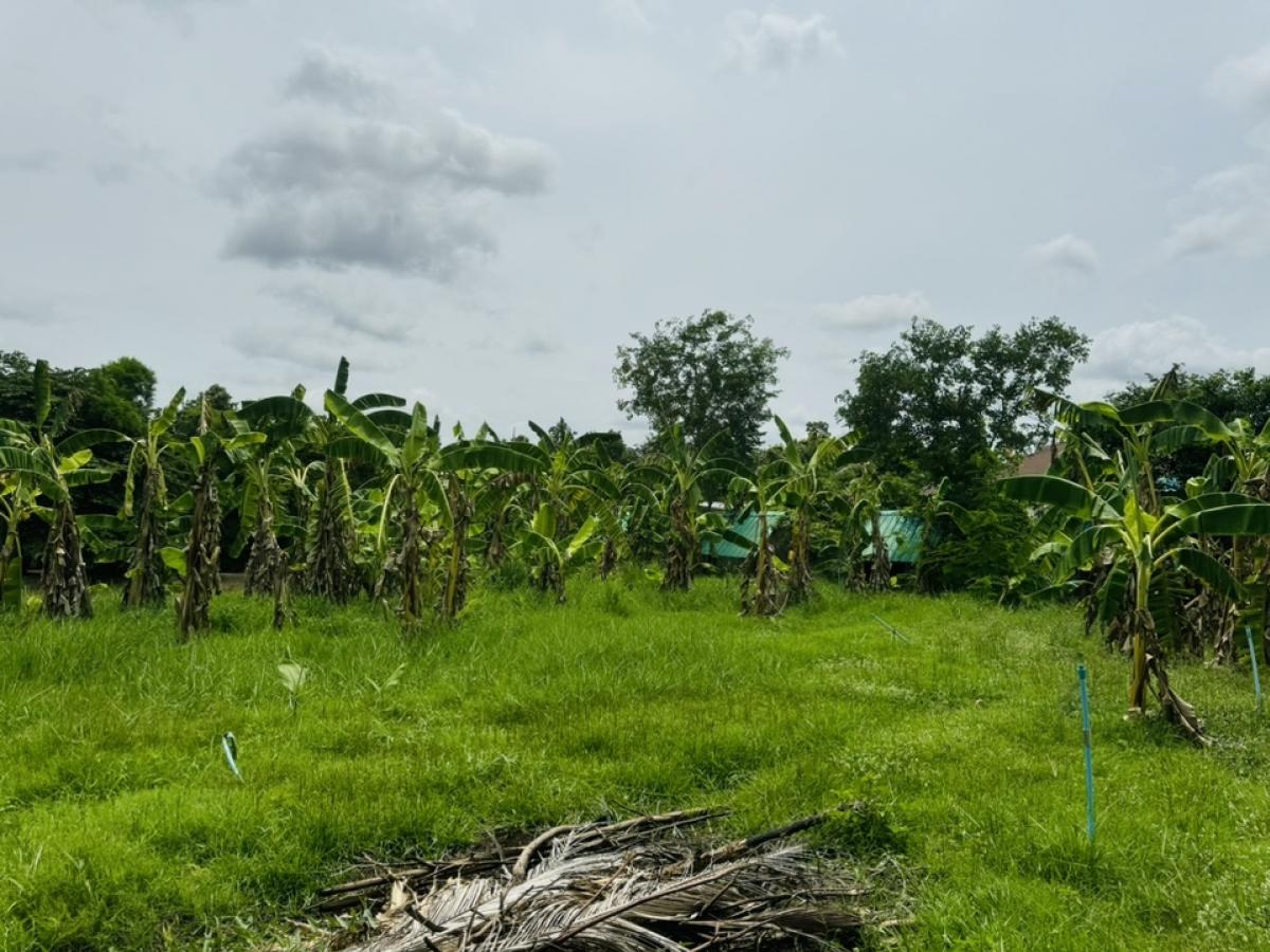 ขายที่ดินโคราช นครราชสีมา : ที่ดินลดราคาถูกมาก ใกล้โรงเรียนวัดสว่างอารมณ์ ต.โคกสูง จ.นครราชสีมา