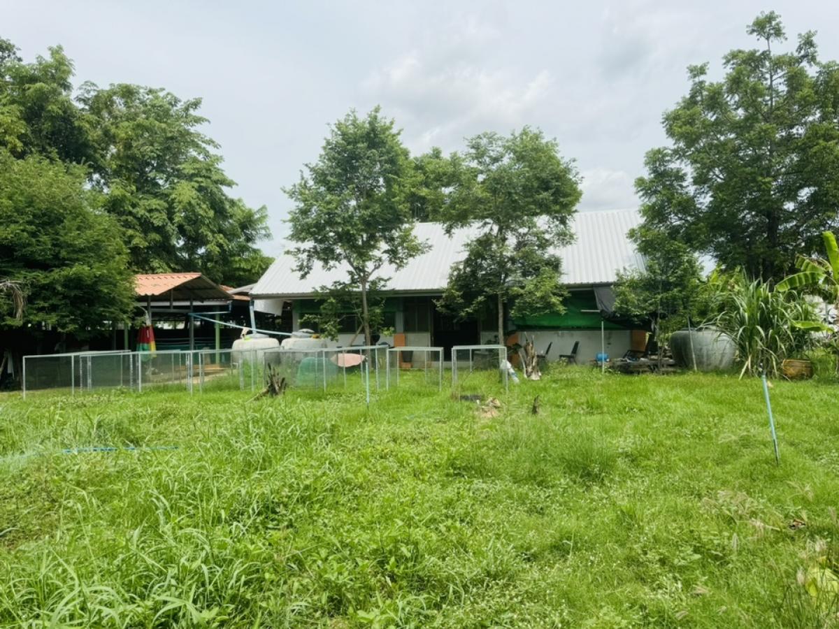 ขายที่ดินโคราช นครราชสีมา : ที่ดินลดราคาถูกมาก ใกล้โรงเรียนวัดสว่างอารมณ์ ต.โคกสูง จ.นครราชสีมา