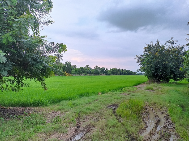 ขายที่ดินปทุมธานี รังสิต ธรรมศาสตร์ : ที่ดินสวย เลียบคลอง 12 ติดถนนลาดยาง