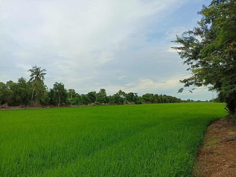 ขายที่ดินปทุมธานี รังสิต ธรรมศาสตร์ : ที่ดินสวย เลียบคลอง 12 ติดถนนลาดยาง