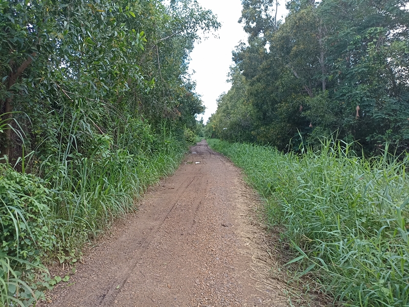 ขายที่ดินปทุมธานี รังสิต ธรรมศาสตร์ : ที่ดินสวย เลียบคลอง 12 ติดถนนลาดยาง