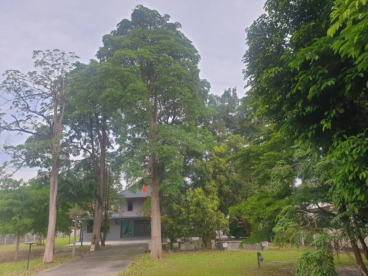 For SaleHouseChaengwatana, Muangthong : Single house for sale Near The Mall Ngamwongwan Soi Ngamwongwan 23, Prime location in Nonthaburi, near the main road, size 595 sq wa.