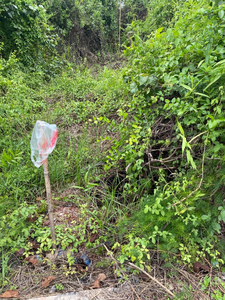 For SaleLandSamut Songkhram : Land for sale near Ban Tawan Chak School, Lat Yai Subdistrict, Mueang District, Samut Songkhram Province.