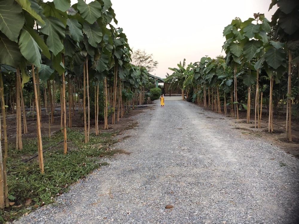 ขายบ้านสุพรรณบุรี : ขายบ้านเดี่ยวชั้นเดียวพร้อมที่ดิน 10 ไร่ จ.สุพรรณบุรี (S03-0713)