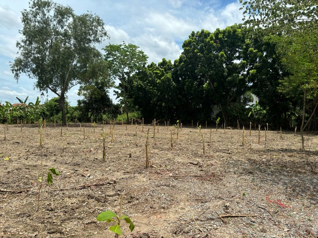 For SaleLandNakhon Pathom : Land for sale, Phutthamonthon Sai 5, size 1-0-93 rai, filled in.