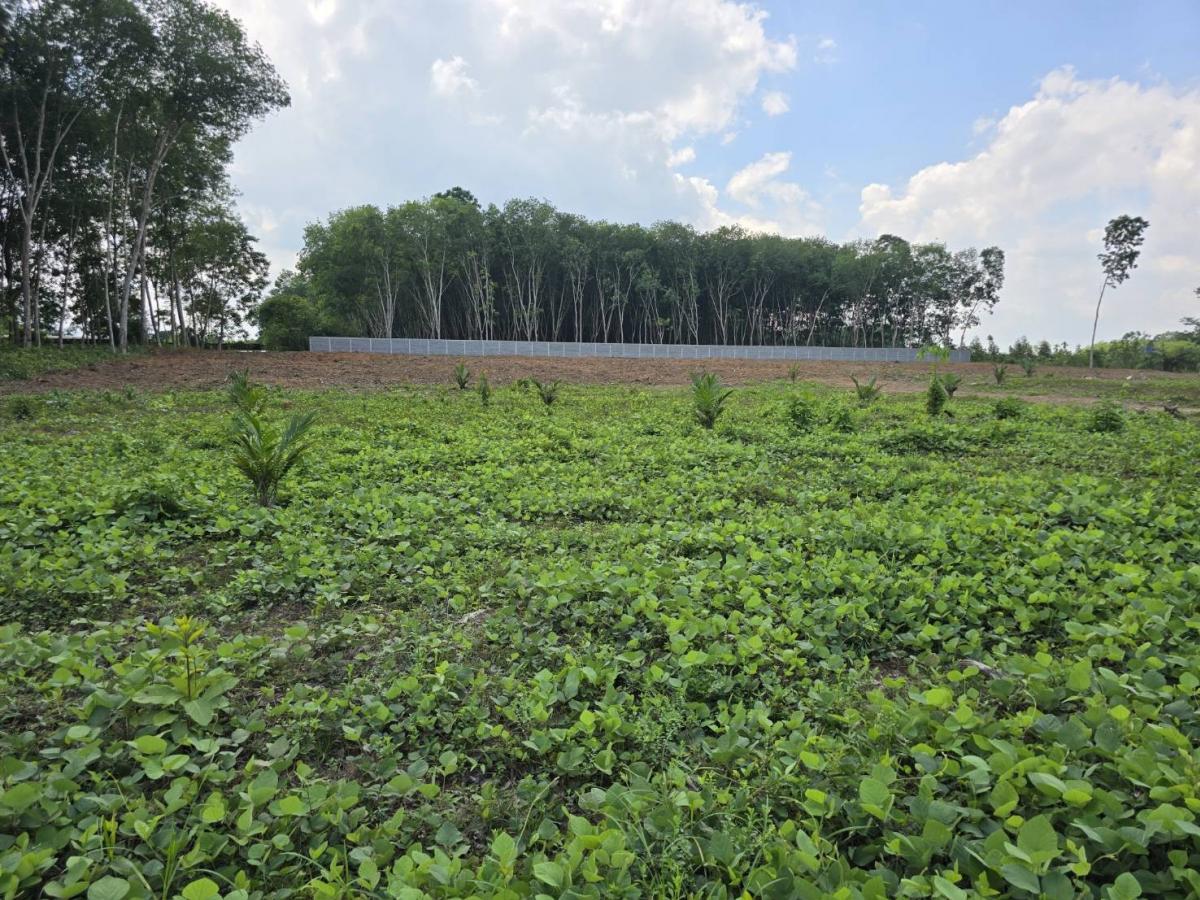 ขายที่ดินนครศรีธรรมราช : ขาย ที่ดิน ติดถนนใหญ่ ถนน ทุ่งสง สุราษฏร์ ขนาดที่ดิน ราวๆ เเกือบ 9 ไร่ หน้ากว้าง ประมาณ 85 ตรม. อยู่ กม. 14  มาจาก ห้างโลตัส ทุ่งสง อยู่ฝังตรงข้าม  (อยู่ เยื้องๆ ตรงข้าม วัดควนสุทธาราม   เยื้อง โรงแรม นุชนารถ. ที่ดิน ทรงเหลียม สวย เพื่งโค่นต้นไม้ไป