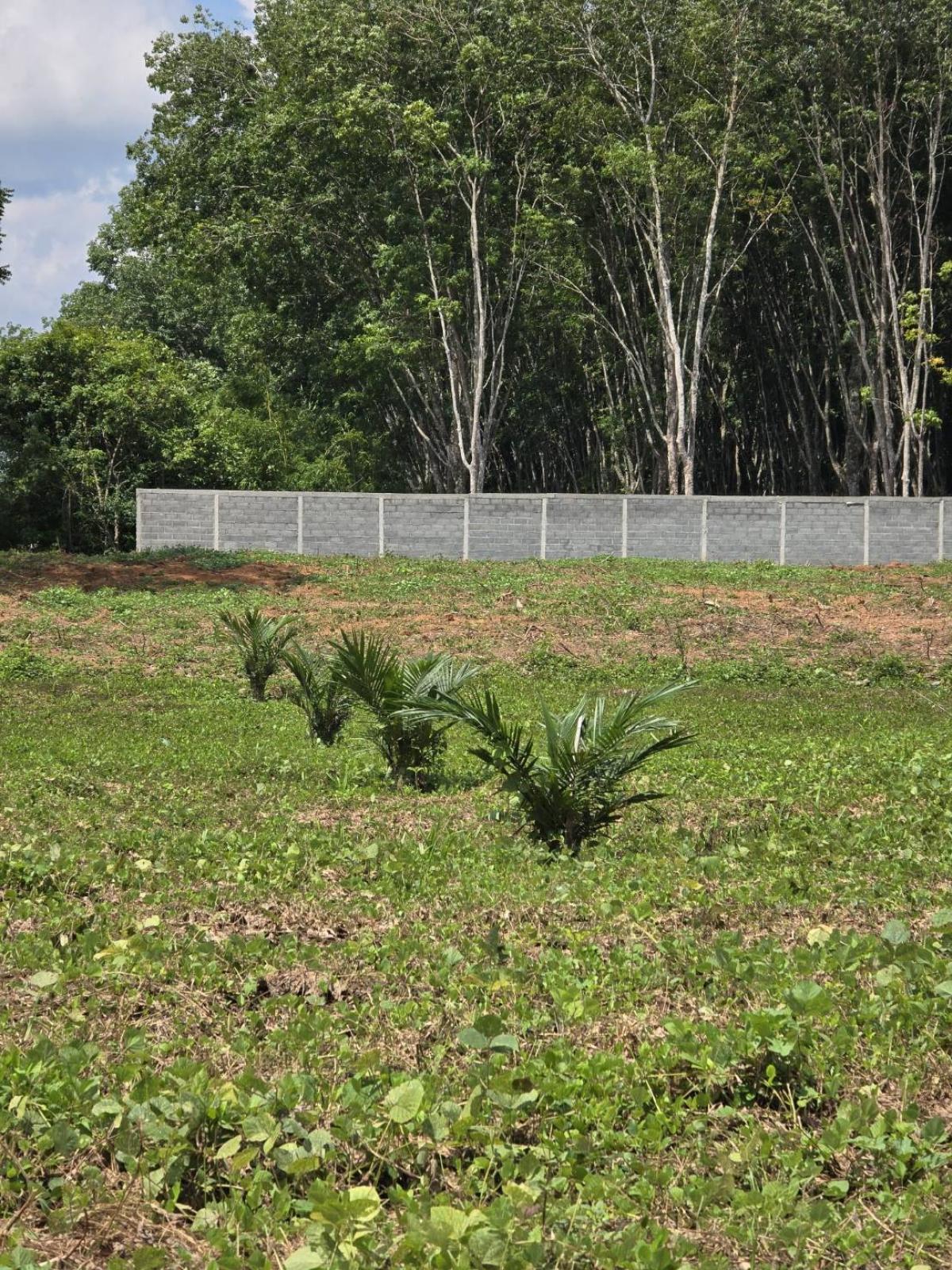 ขายที่ดินนครศรีธรรมราช : ขาย ที่ดิน ติดถนนใหญ่ ถนน ทุ่งสง สุราษฏร์ ขนาดที่ดิน ราวๆ เเกือบ 9 ไร่ หน้ากว้าง ประมาณ 85 ตรม. อยู่ กม. 14  มาจาก ห้างโลตัส ทุ่งสง อยู่ฝังตรงข้าม  (อยู่ เยื้องๆ ตรงข้าม วัดควนสุทธาราม   เยื้อง โรงแรม นุชนารถ. ที่ดิน ทรงเหลียม สวย เพื่งโค่นต้นไม้ไป