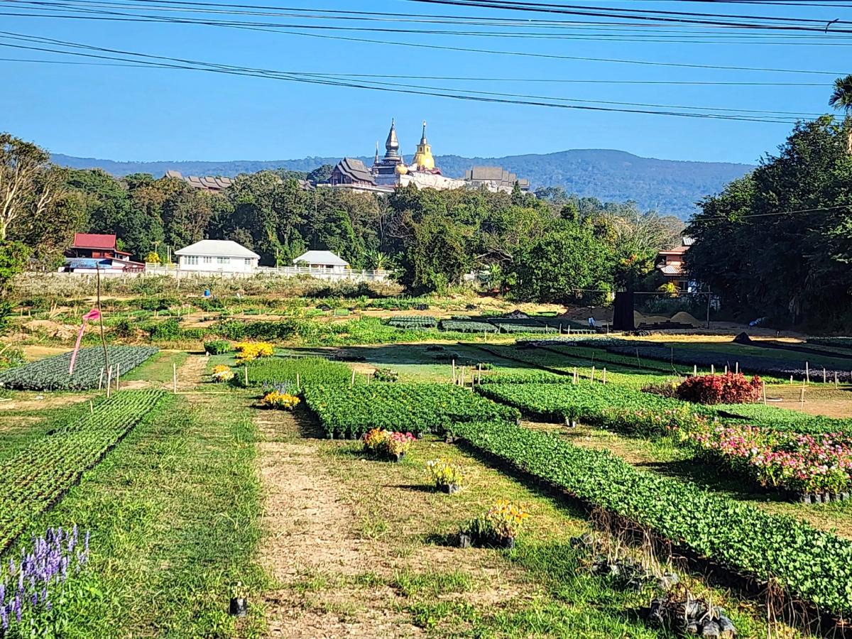 For SaleLandLoei : Land for sale on the main road, Loei-Lomsak, Phu Ruea District, near Wat Somdet Phumi Muang