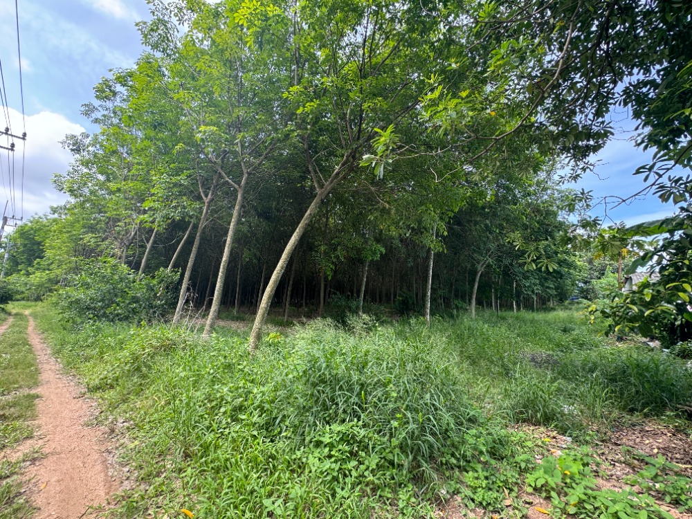 For SaleLandRayong : Rayong / 11 Rai 32 square wah (Sale), Land Rayong / 4.38 Acre (For Sale) Newc078