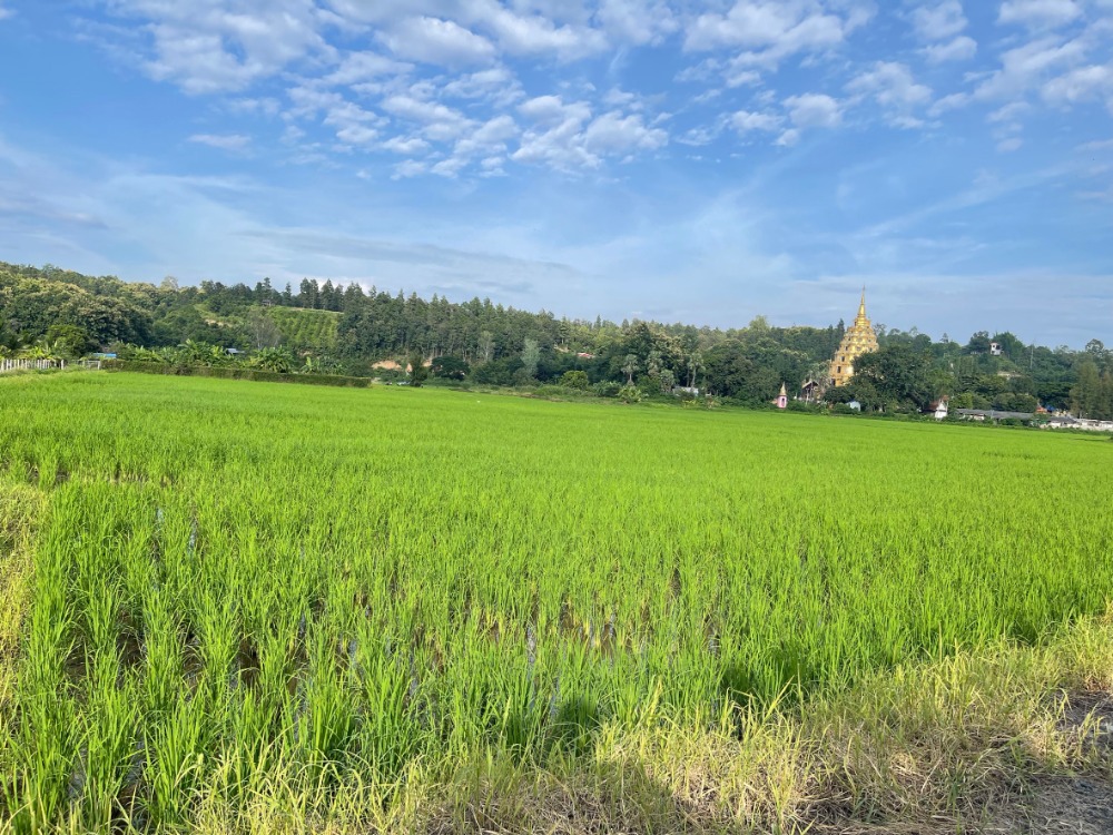 For SaleLandChiang Mai : Land for sale, Mae Taeng Agricultural Park, Chiang Mai, size 7 rai 3 ngan 46 sq m. Price 3.5 million baht