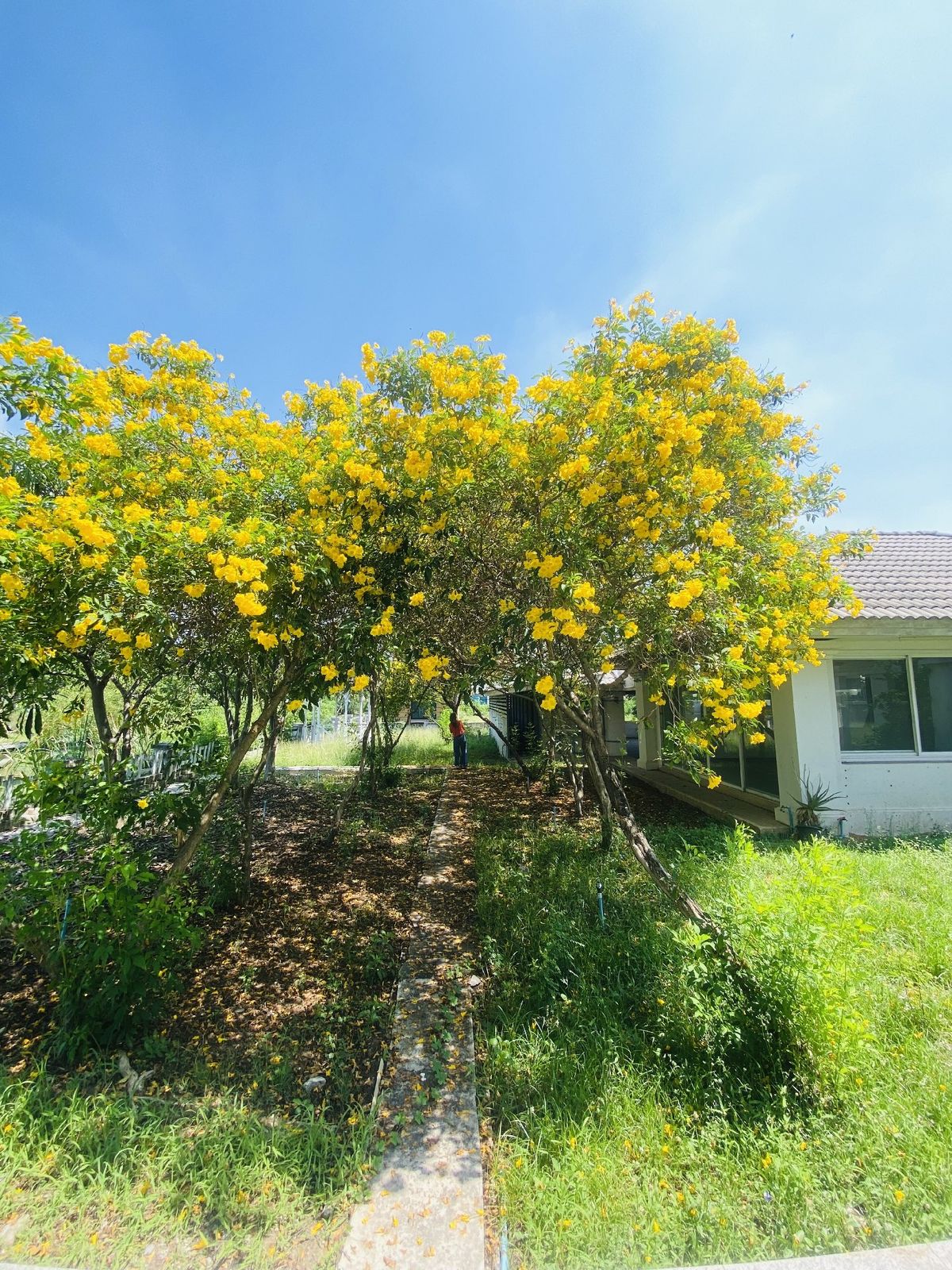 ขายที่ดินปทุมธานี รังสิต ธรรมศาสตร์ : เมืองเอก โครงการ5 ขายเท่าราคาประเมิน 12.9 ล้านบาท ขายที่ดินหมู่บ้านเมืองเอก โครงการ5 แถมบ้านเดี่ยว 2 ชั้น หลังใหญ่ให้ 1 หลัง