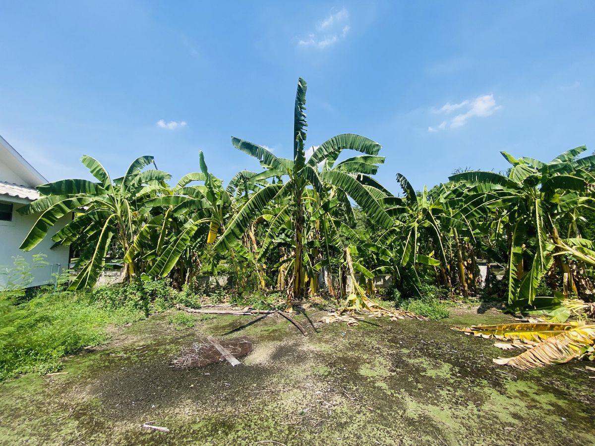 ขายที่ดินปทุมธานี รังสิต ธรรมศาสตร์ : เมืองเอก โครงการ5 ขายเท่าราคาประเมิน 12.9 ล้านบาท ขายที่ดินหมู่บ้านเมืองเอก โครงการ5 แถมบ้านเดี่ยว 2 ชั้น หลังใหญ่ให้ 1 หลัง