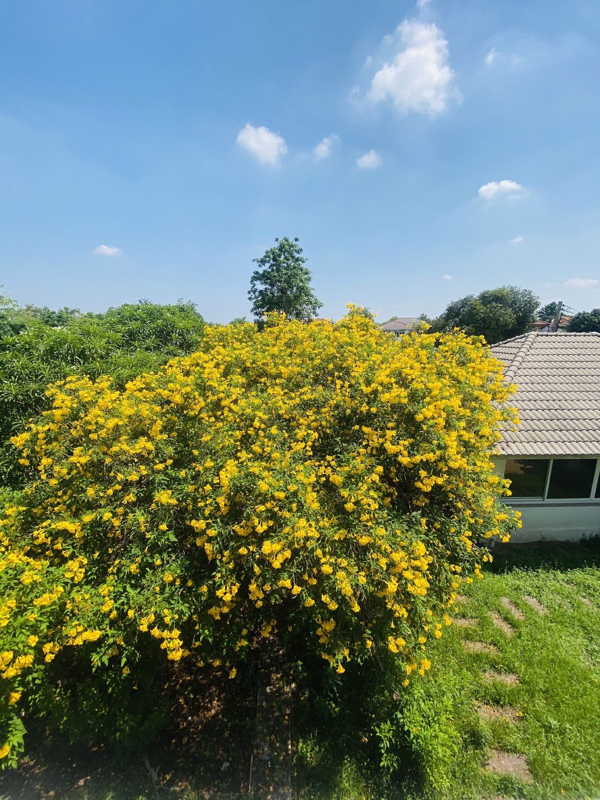 ขายที่ดินปทุมธานี รังสิต ธรรมศาสตร์ : เมืองเอก โครงการ5 ขายเท่าราคาประเมิน 12.9 ล้านบาท ขายที่ดินหมู่บ้านเมืองเอก โครงการ5 แถมบ้านเดี่ยว 2 ชั้น หลังใหญ่ให้ 1 หลัง