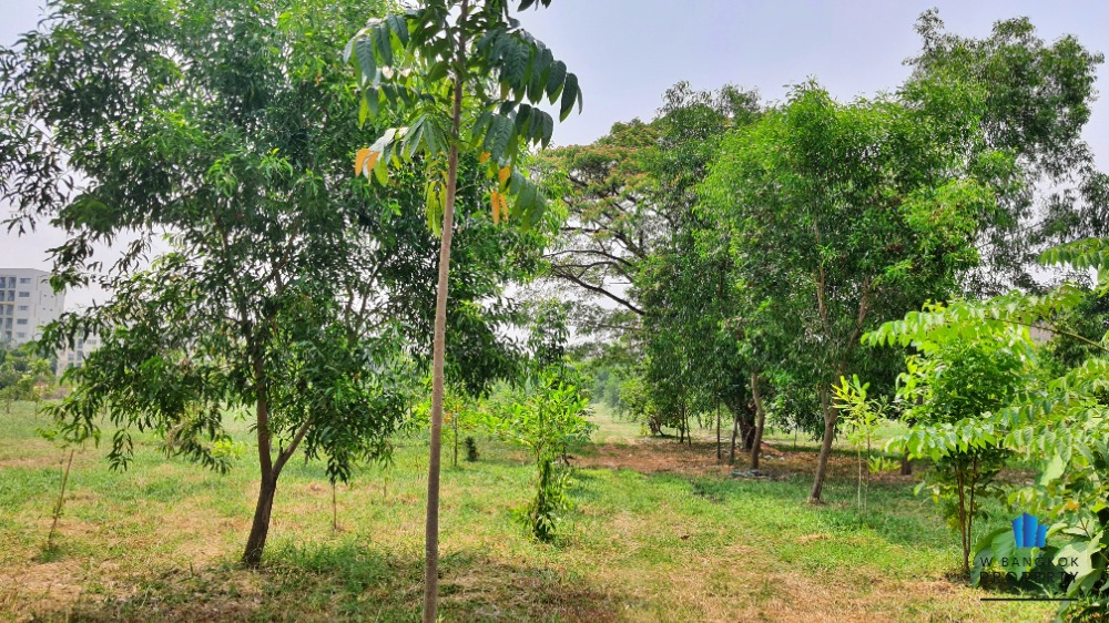 ขายที่ดินเสรีไทย-นิด้า : ขายที่ดินเปล่า 16-2-51 ไร่ ถมแล้ว ติดถนนเสรีไทย ฝั่งขาเข้า ใกล้ NIDA แขวงคลองกุ่ม เขตบึงกุ่ม กรุงเทพ